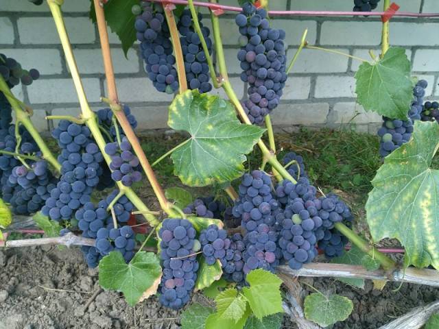Характеристика винограда сорта вэлиант - мыдачники