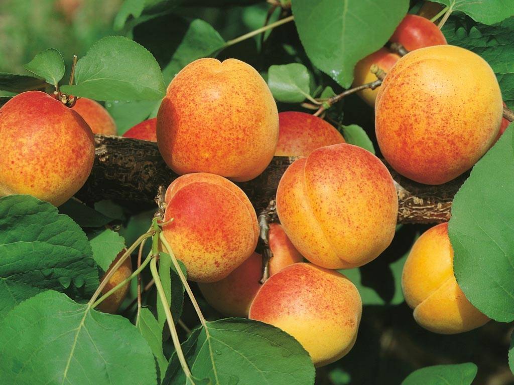 Сорт абрикоса чемпион севера: описание, уход, отзывы, фото