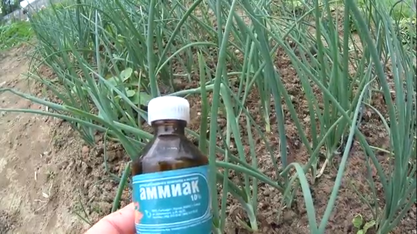 Аммиак - применение на огороде для подкормки и защиты от вредителей