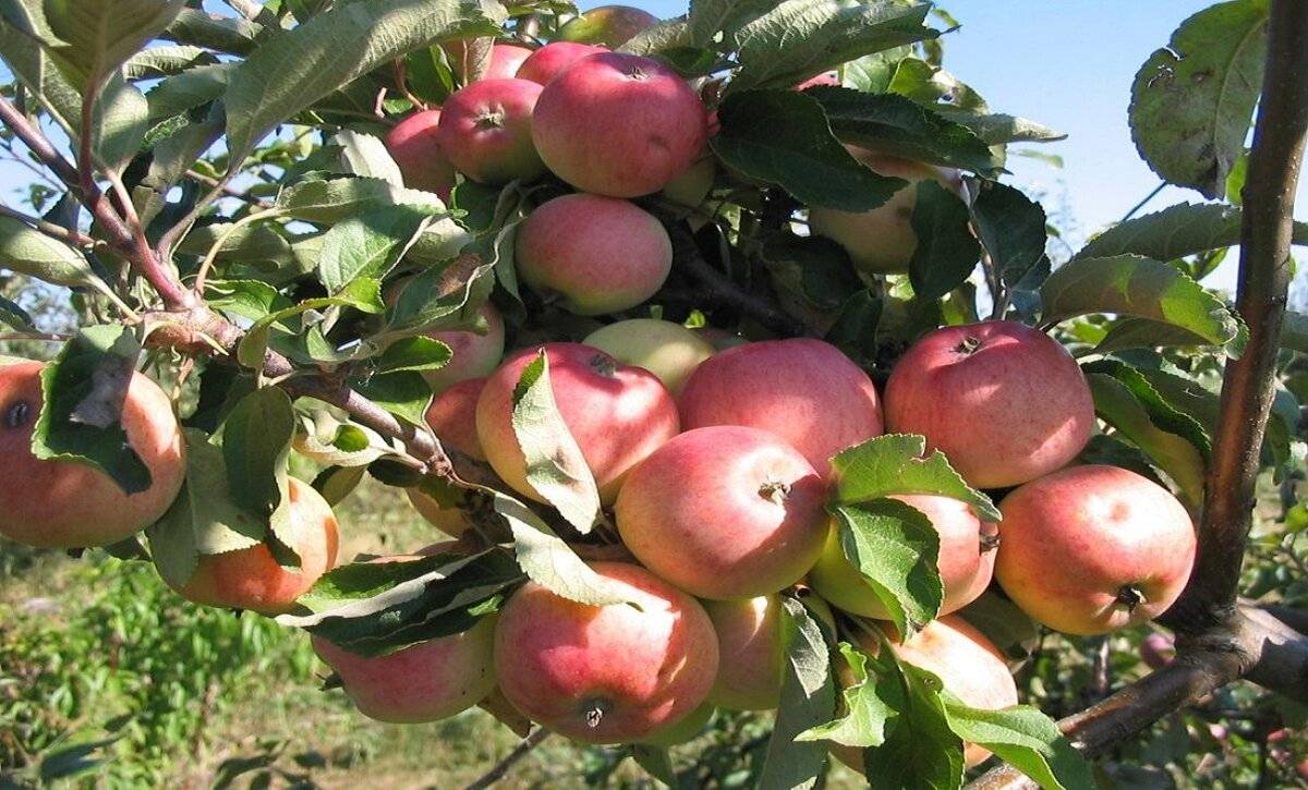 Описание и характеристики 22 лучших сортов яблонь для Подмосковья, чтобы посадить на даче