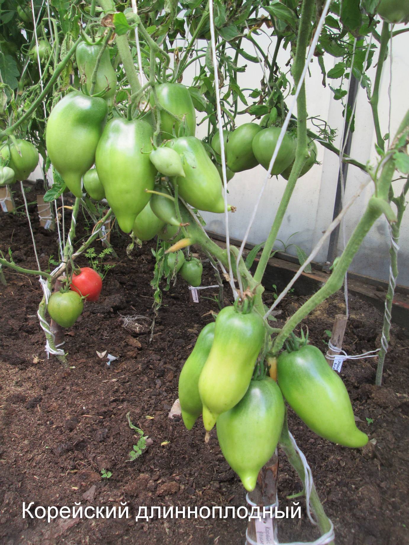 Описание сорта томата корейский длинноплодный, его характеристика и урожайность