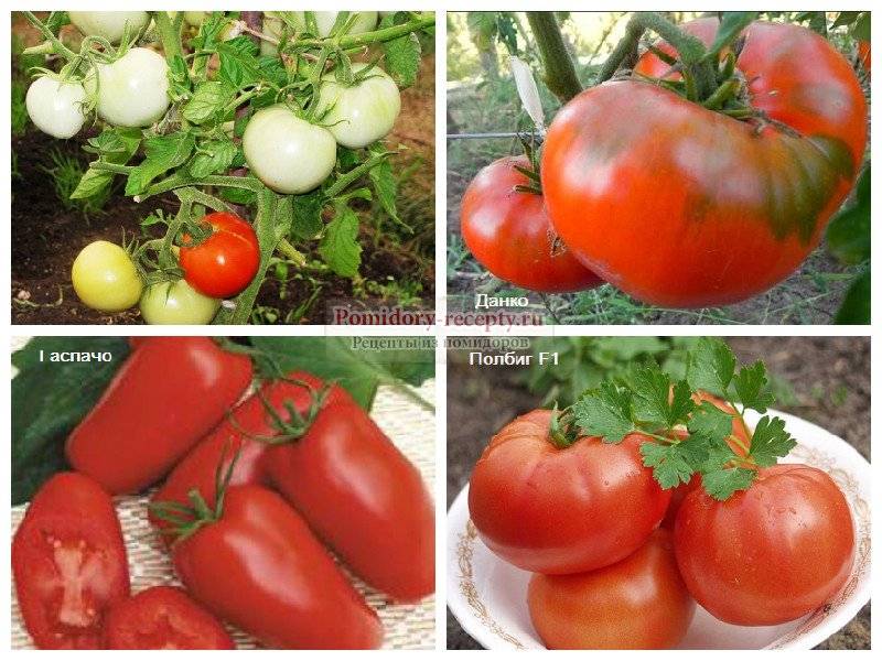 Лучшие сорта томатов для засолки и консервирования