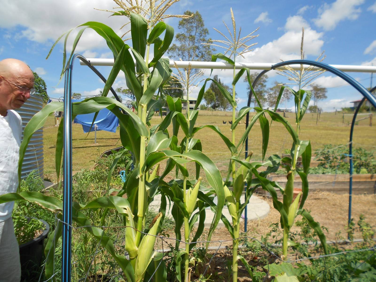 Посадка кукурузы семенами в открытый грунт: когда и как правильно сажать?