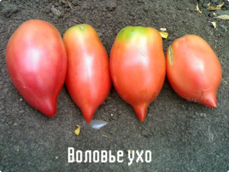 Фото, отзывы, описание, характеристика, урожайность сорта томата «воловье ухо»