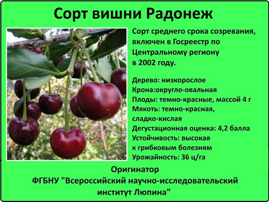 Вишня для средней полосы россии — сорта: крупные, самоплодные, самые сладкие, поздние, ранние, низкорослые