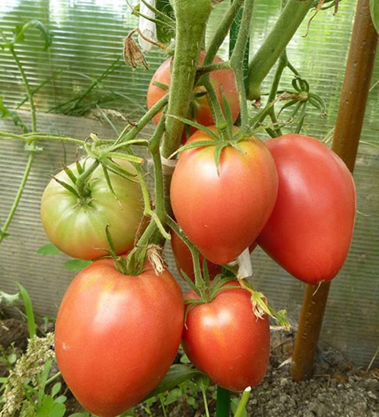 Как вырастить на даче томат «мазарини» — инструкция от подготовки семян до сбора урожая