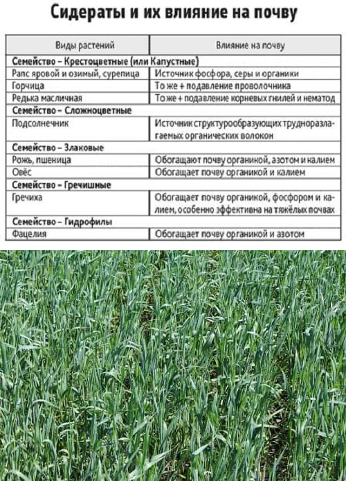 Удобрения-сидераты: что это такое, какие лучшие, под какие растения сеять, таблица сравнения