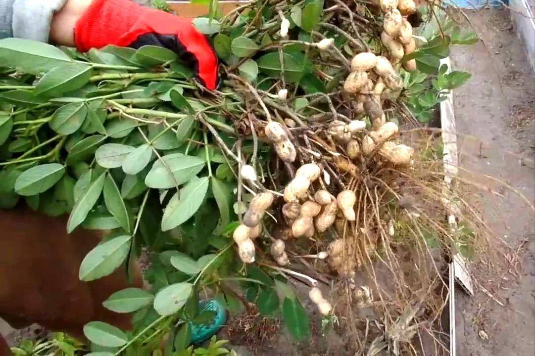 Как посадить арахис в домашних условиях в огороде и в теплице: как правильно сажать и вырастить в средней полосе россии, семена и рассада