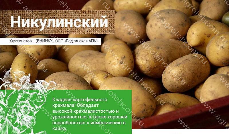 Картофель красавчик: описание, характеристика, урожайность и вкусовые качества сорта, выращивание и особенности ухода, фото, видео, отзывы