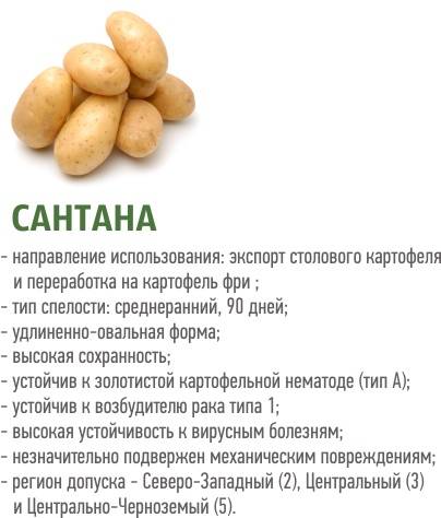 Сорт картофеля санте (сантэ): характеристика сорта, отзывы, фото, вкусовые качества