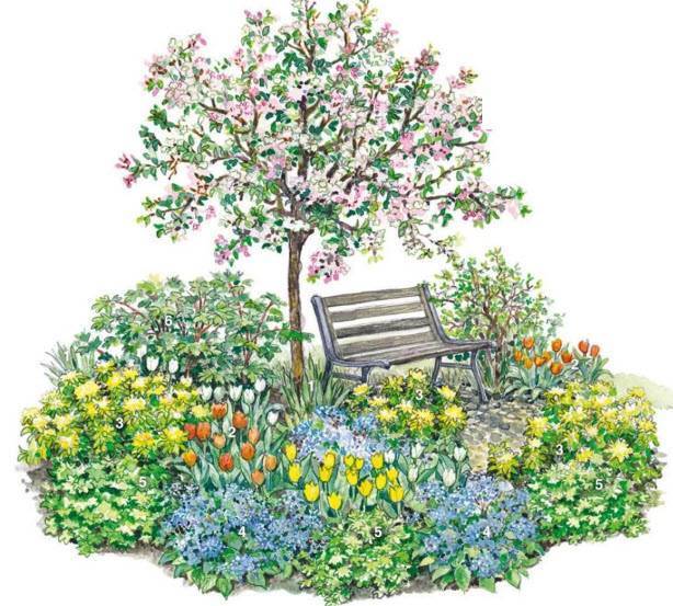 Что сажают садоводы рядом с яблоней