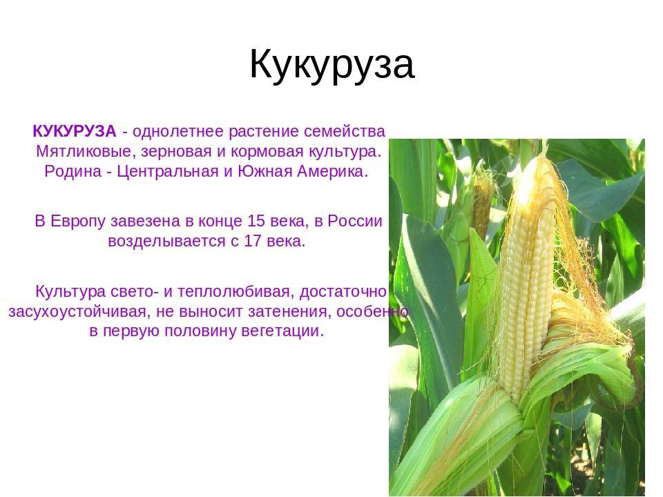 Кукуруза: это овощ или злак и к какому семейству относится?