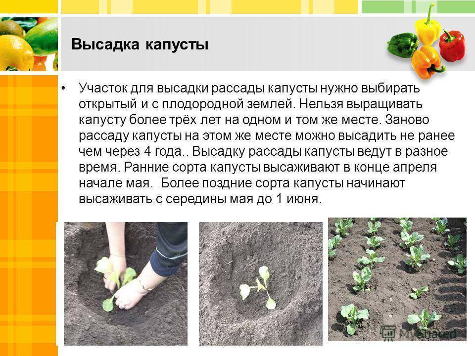 Посадка капусты в открытый грунт: агротехника выращивания и ухода