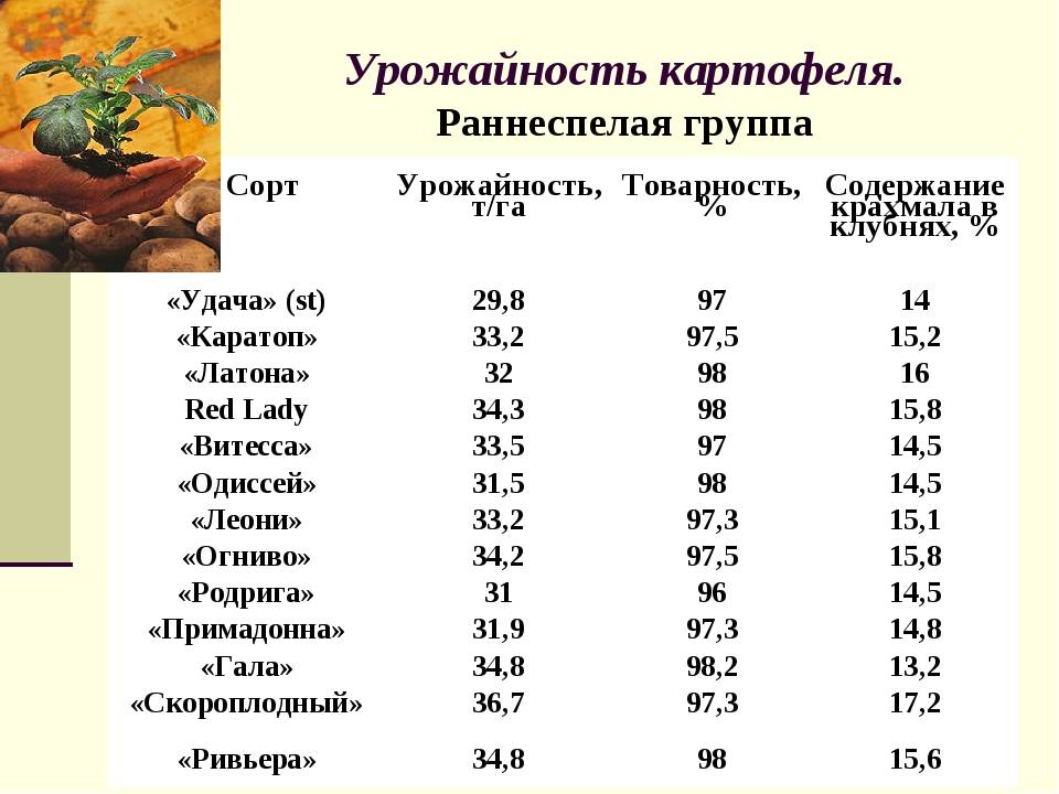 Урожайность картофеля с 1 га в россии и мире – анализ