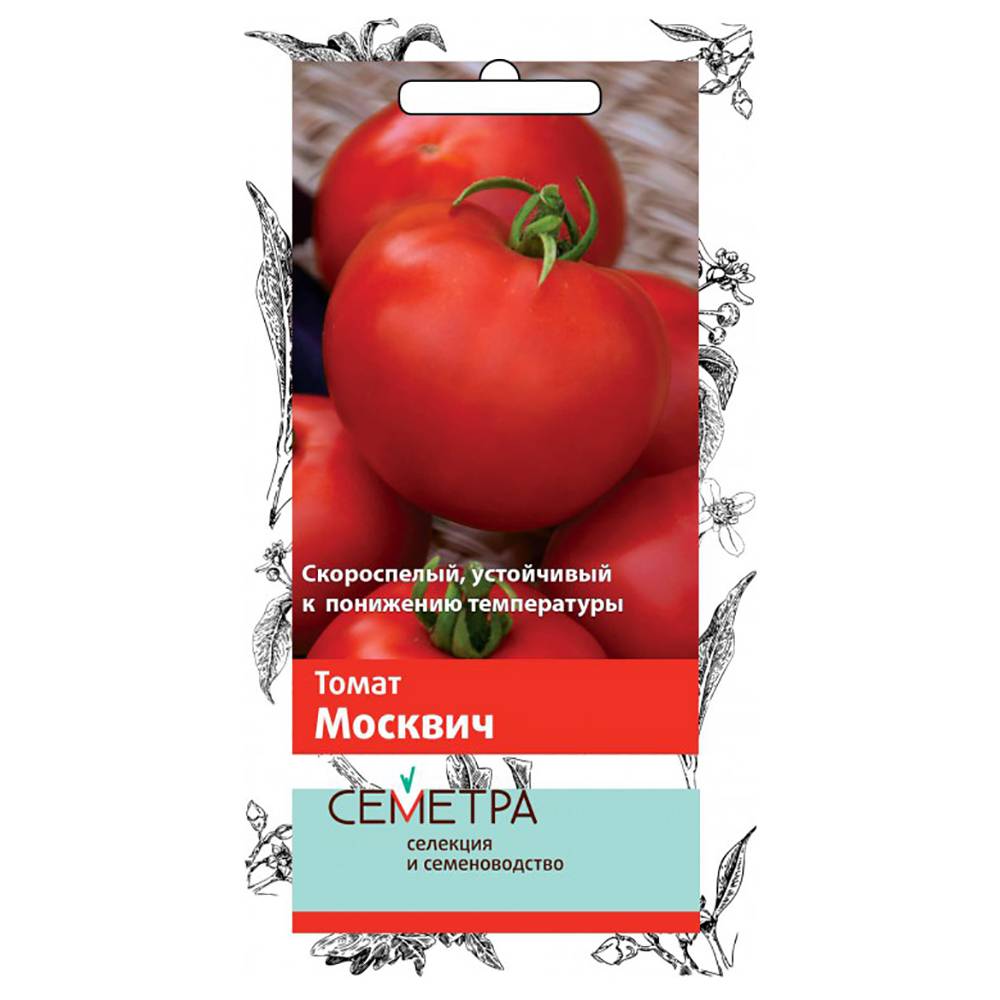 Как вырастить ранние помидоры сорта москвич