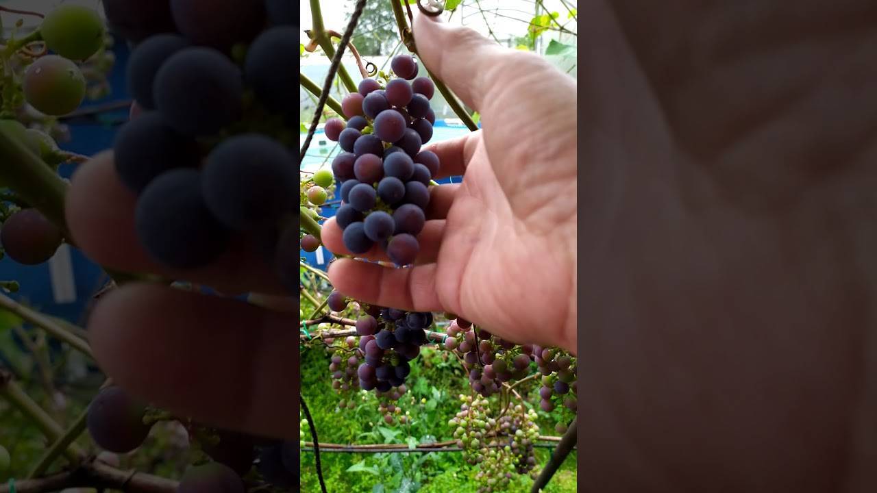 Описание сорта, отзывы и технология выращивания винограда загадка шарова