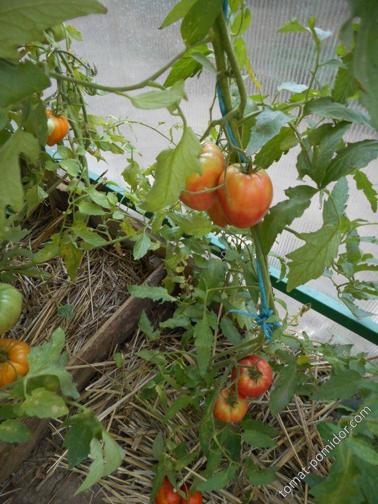 Простой в уходе — томат африканская лиана: советы огородников по выращиванию