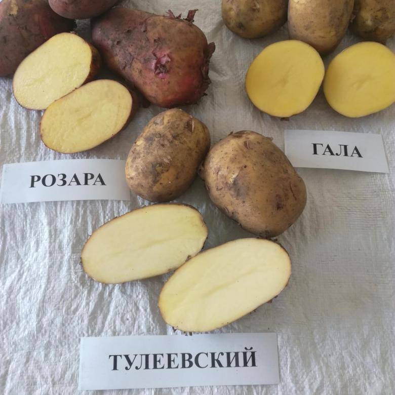 Подробное описание и характеристика сорта картофеля тулеевский