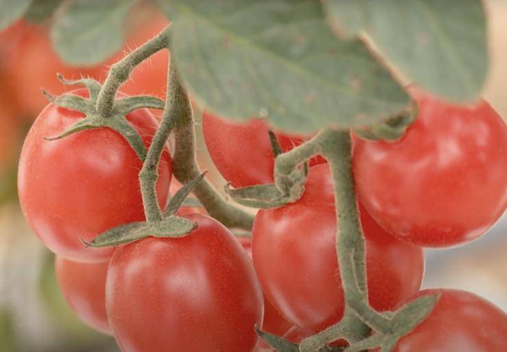Самые лучшие сорта томатов на 2022 год сибирской селекции для теплицы и открытого грунта: ранние и низкорослые, самые урожайные, морозостойкие, устойчивые к фитофторе с фото и описанием, отзывы