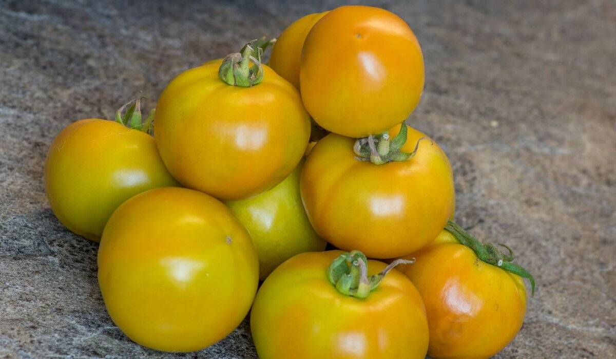 Сорта зеленых томатов фото, описания, для ог и теплиц