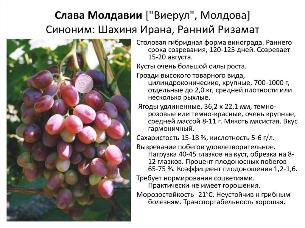 Описание, технология выращивания и отзывы о сорте винограда жемчуг сабо
