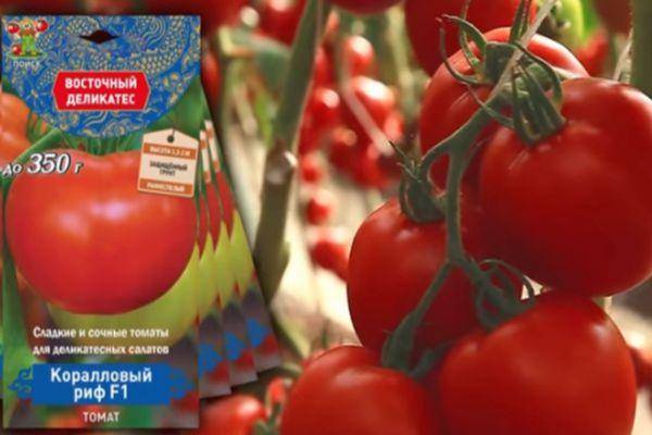 11 крупноплодных сортов томатов для теплиц: популярные крупные томаты, самые лучшие
