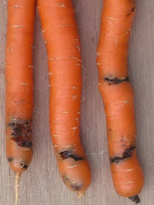 Эффективные методы борьбы с морковной мухой. как с ней бороться: профилактика, препараты и народные средства