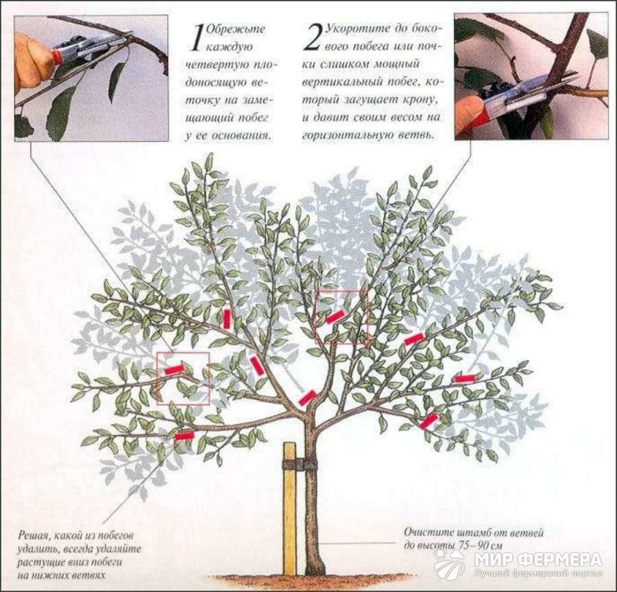 Схема правильной обрезки вишни с фото и видео