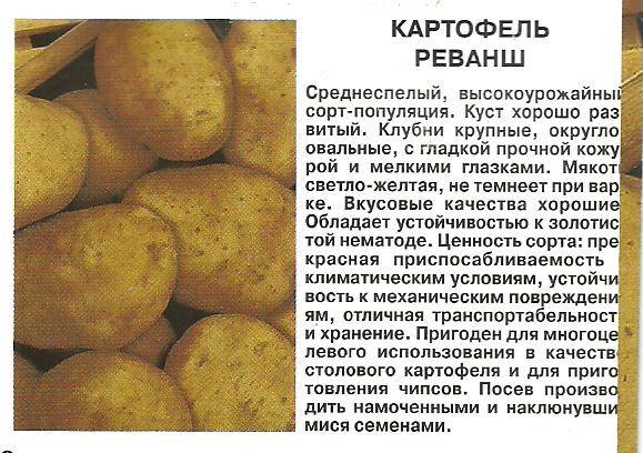 Особенности среднераннего картофеля манифест