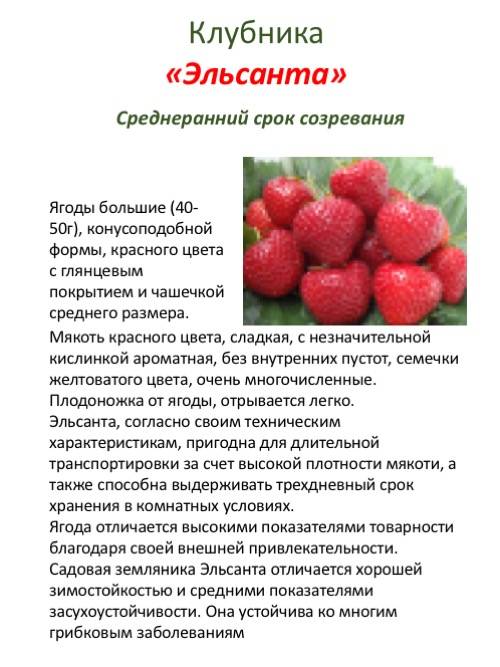Клубника сорта соната: максимальный выход товарной ягоды