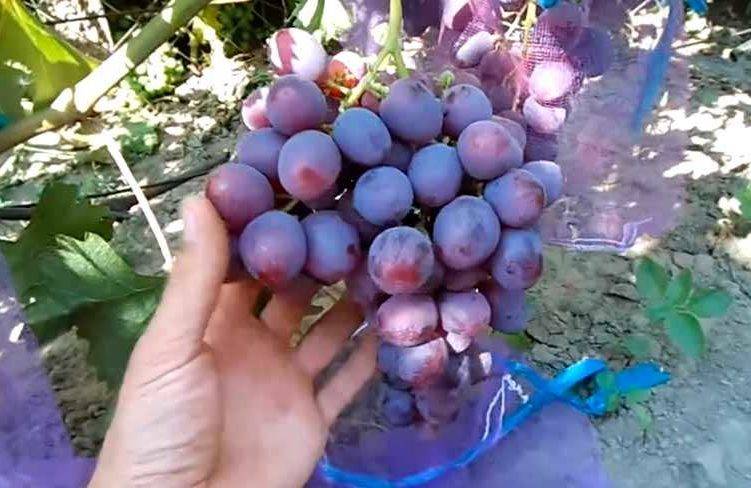 Особенности выращивания винограда рошфор: советы начинающим виноградарям