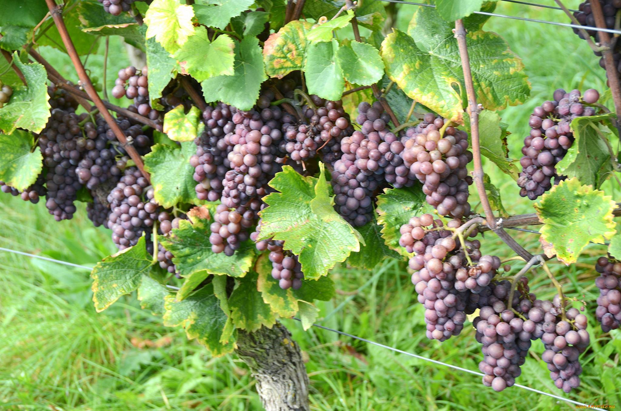 Винограда «низина» — высокоурожайная гибридная форма