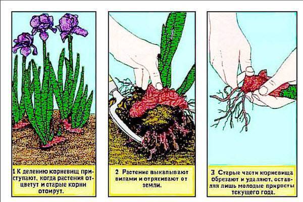 Выращивание ириса в открытом грунте на приусадебном участке: особенности сорта