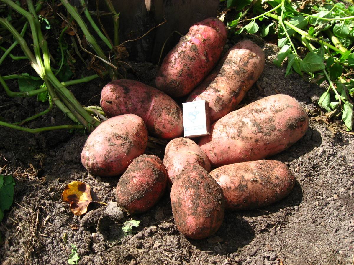 Сорт картофеля ред скарлет характеристика отзывы