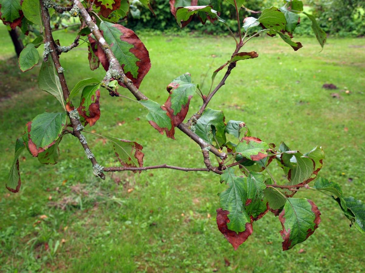 Причины, почему летом сохнет яблоня, что делать и как предотвратить