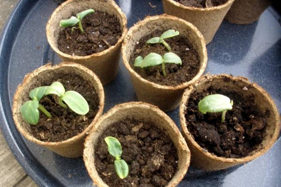 Выращивание рассады томатов в домашних условиях – рекомендации, фото, видео