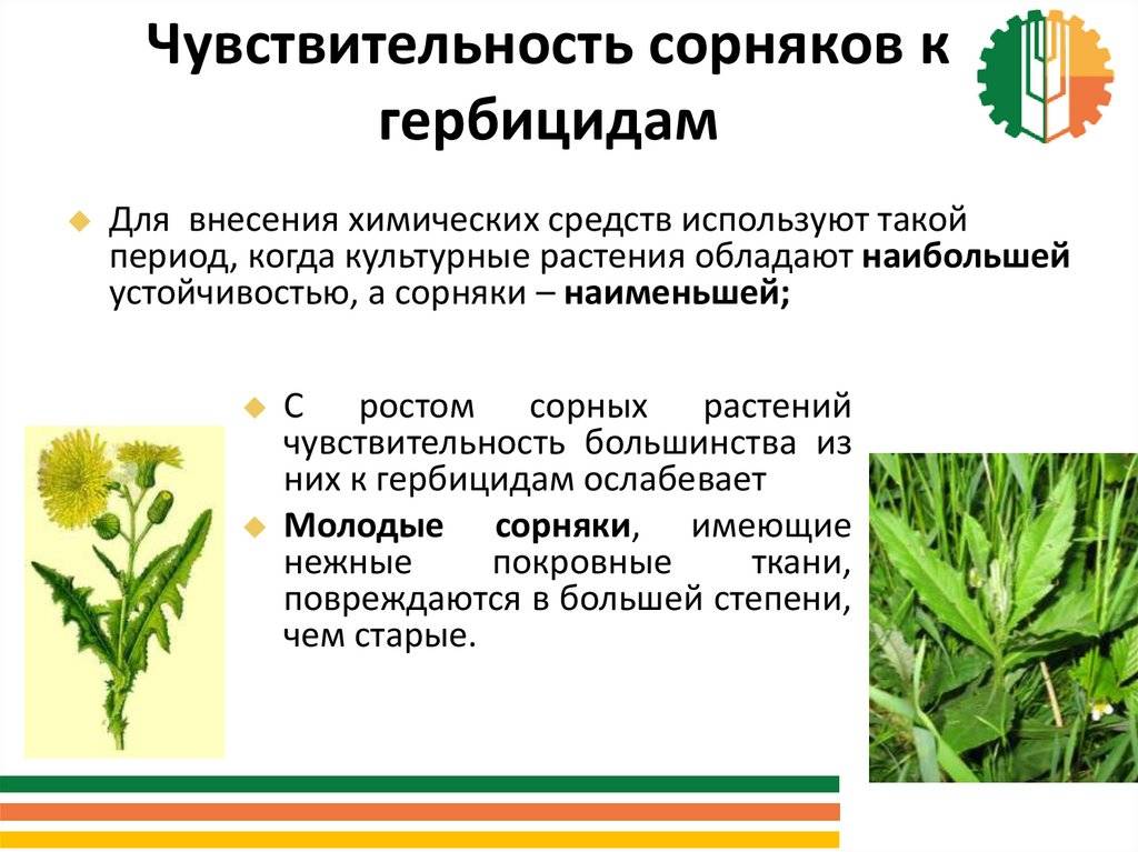 Гербицид от пырея: как избавиться, лучшие препараты и методы борьбы с сорняком