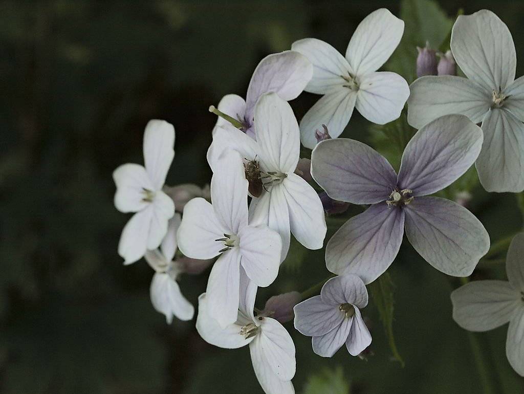 Лунник оживающий растение