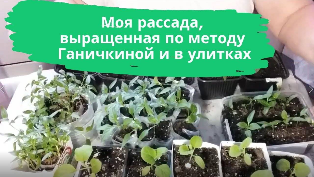 Пикировка томатов в домашних условиях, инструкция и видео | сад и огород