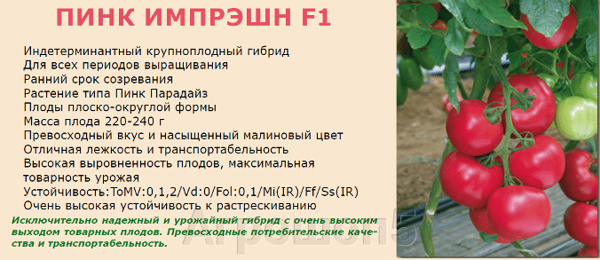 Семена томат супергол: описание сорта, фото. купить с доставкой или почтой россии.