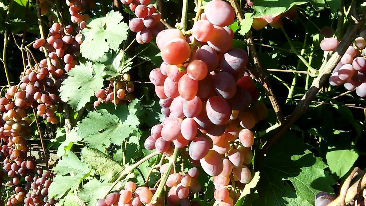 ᐉ сорт винограда vik x smp-2 (виктория белая) - roza-zanoza.ru