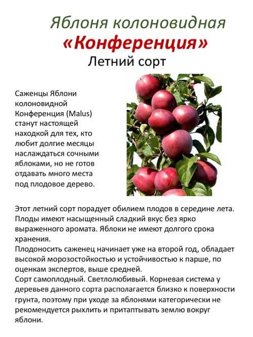 Колоновидная яблоня президент: секреты выращивания