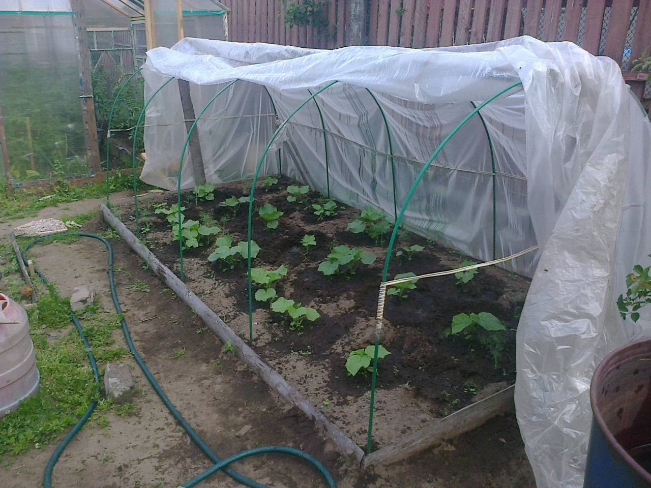 Как посадить огурцы в открытый грунт под пленку, сроки и технология выращивания