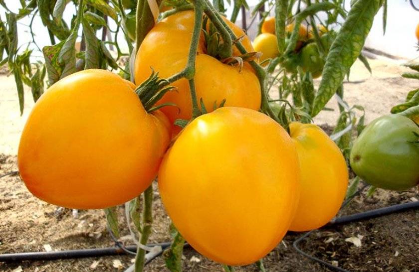 Как досвечивать рассаду томатов