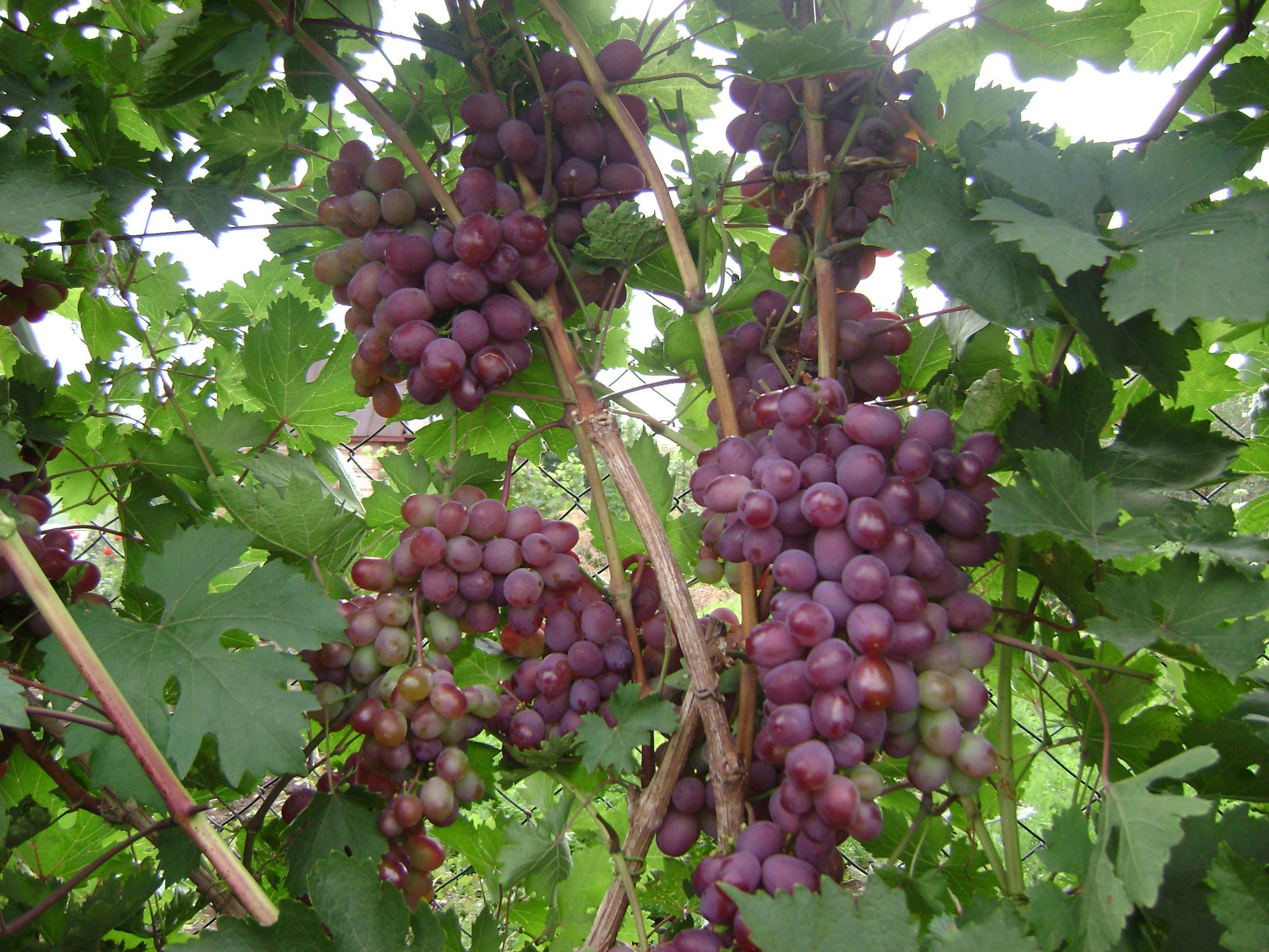 Виноград виктория: описание сорта, фото, отзывы, характеристики и особенности выращивания