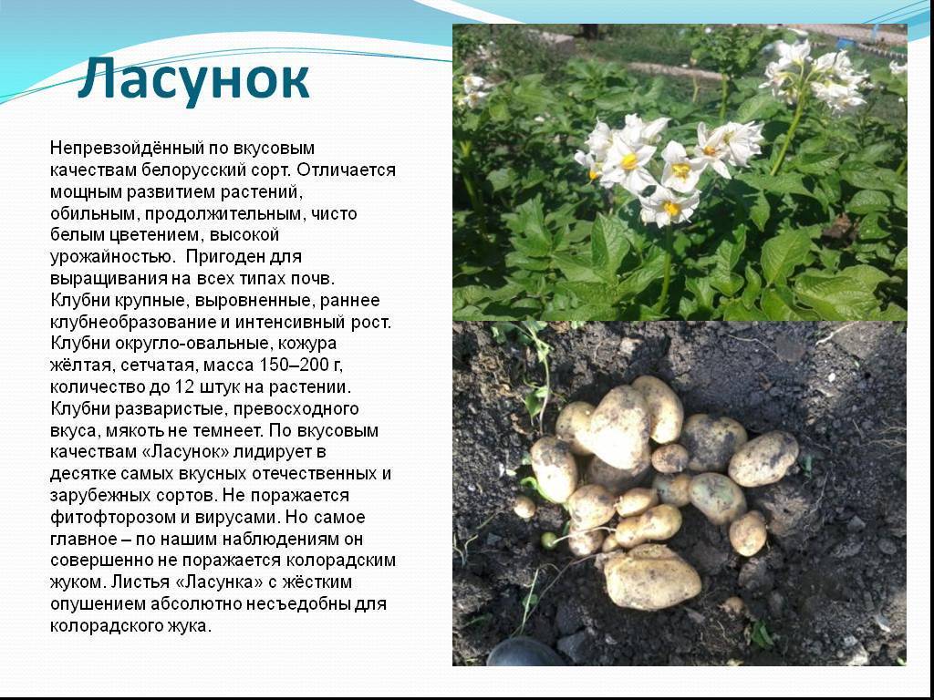 Сорт картофеля наташа: характеристика сорта, описание и его особенности русский фермер