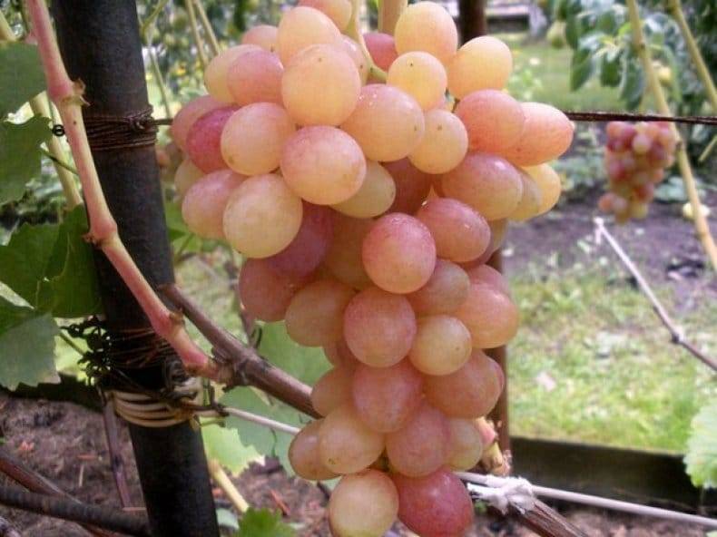 Виноград тасон: фото и описание сорта, уход и разведение, отзывы о винограде