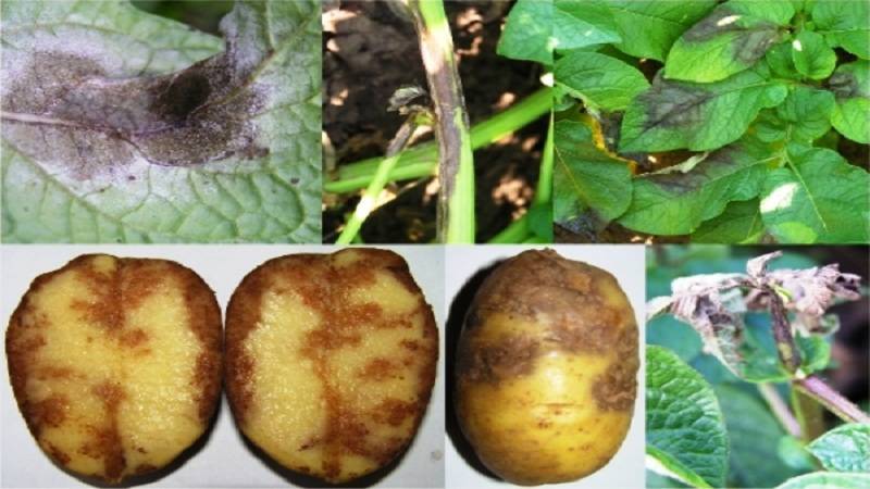Черная ножка на картофеле: как бороться биологическими и химическими препаратами
