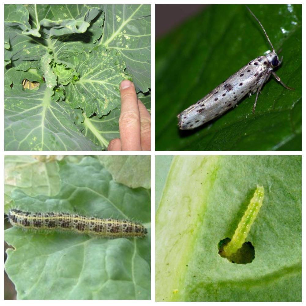 Чем обработать капусту от гусениц народными средствами: как избавиться и защитить