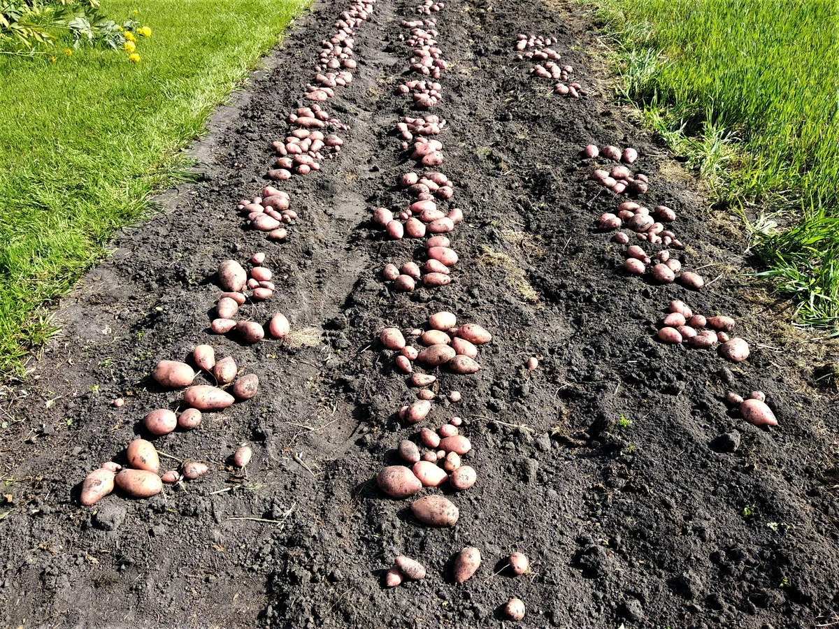 Как повысить урожай картофеля на домашнем огороде, используя простые рекомендации